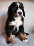 Mimi