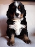 Mimi