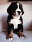 Mimi