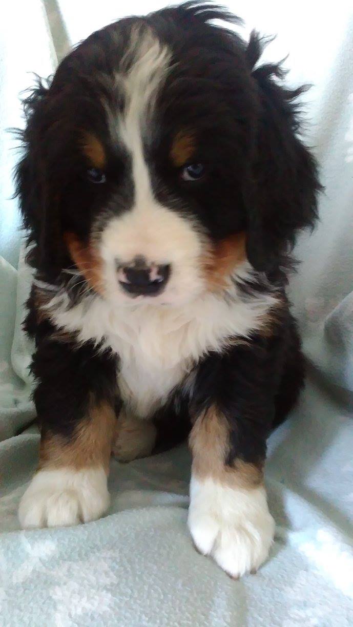 Mimi