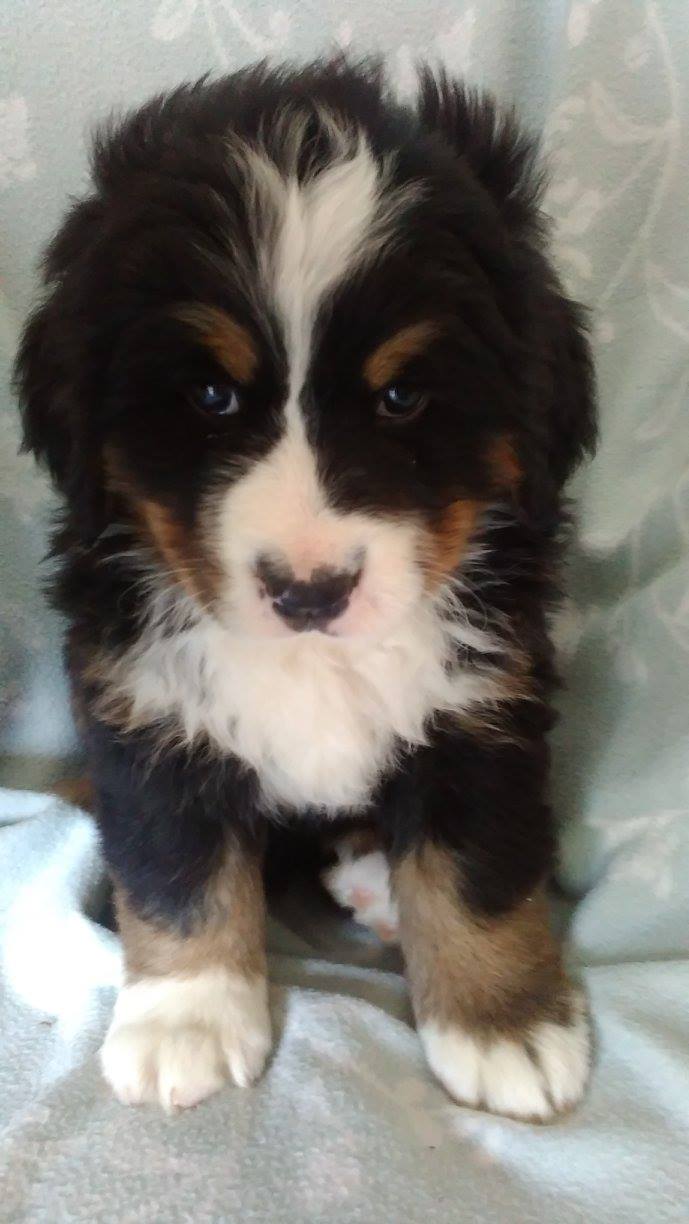 Mimi