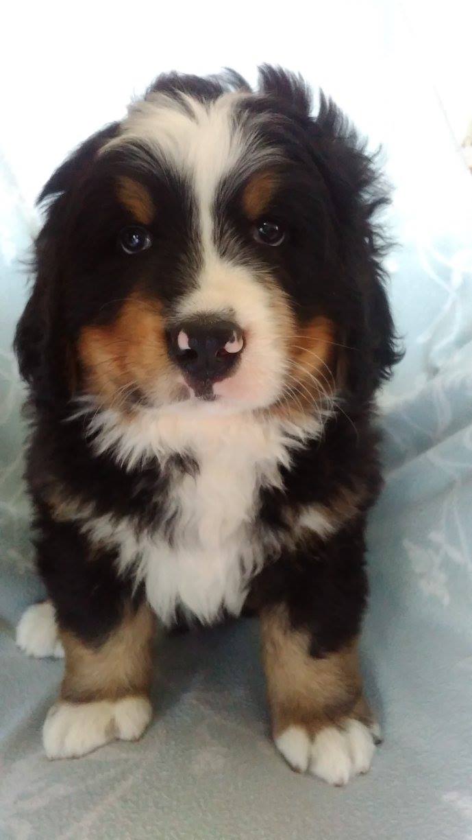 Mimi
