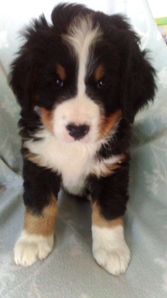 Mimi