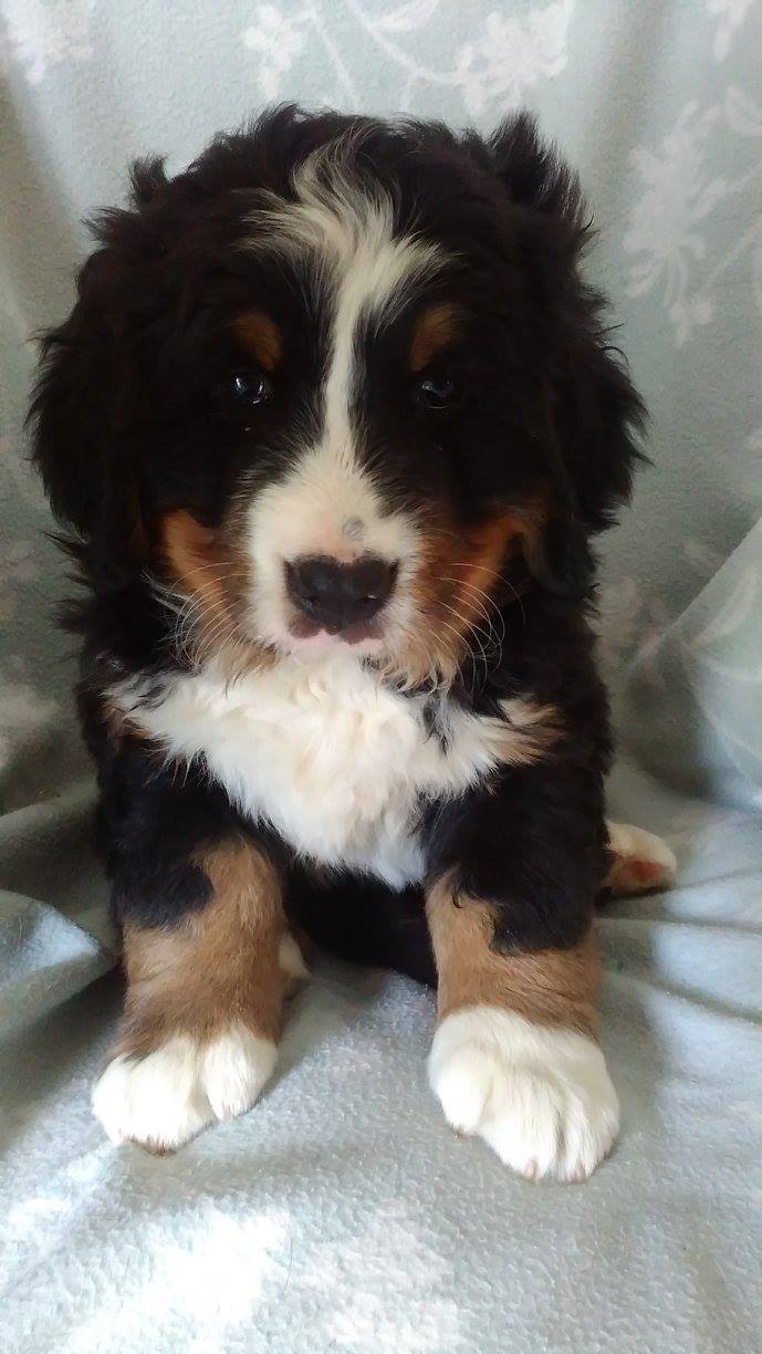 Mimi