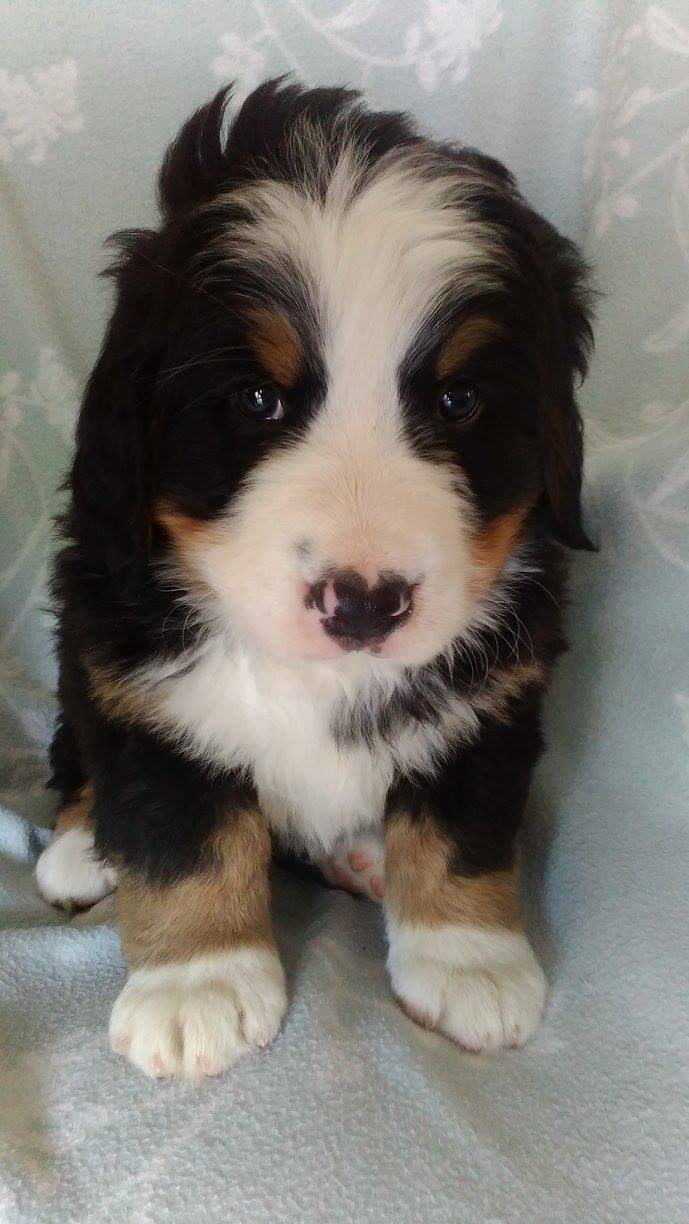 Mimi