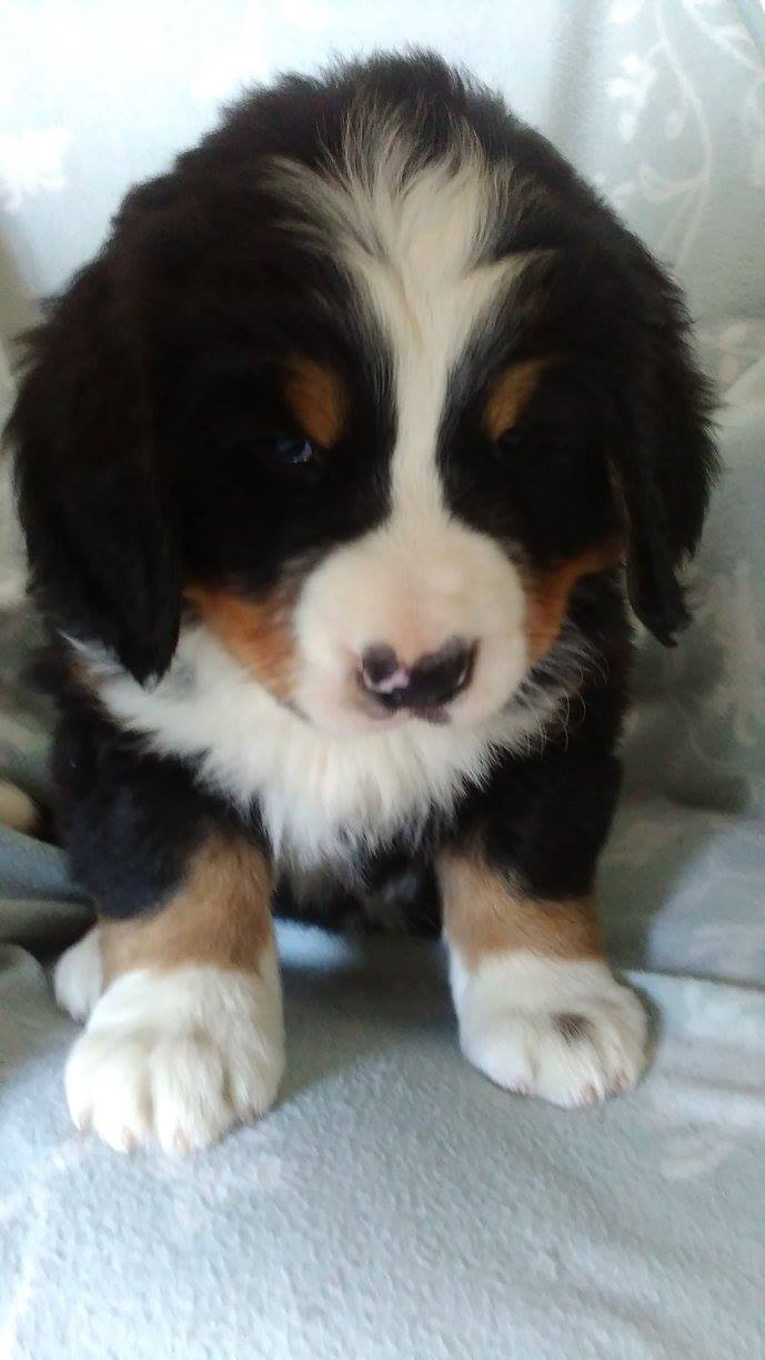 Mimi