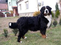 T�hule