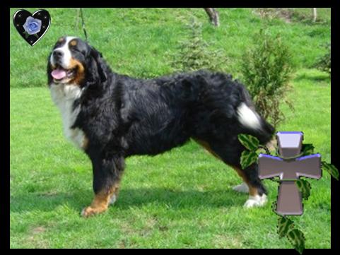 www.eukanuba.cz