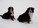 Brezen